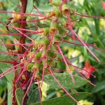 Callistemon citrinus - Rince bouteille