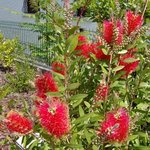 Callistemon citrinus - Rince bouteille