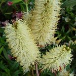 Callistemon salignus - Rince bouteille