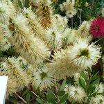 Callistemon salignus - Rince bouteille