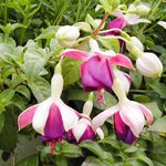 Fuchsia hybride