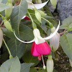 Fuchsia hybride