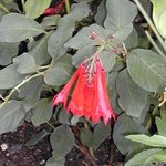 Fuchsia hybride