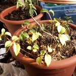 Fuchsia hybride
