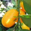 Kumquat - Fortunella margarita - Agrume