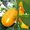 Kumquat - Fortunella margarita - Agrume