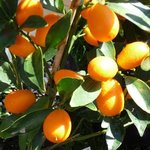 Kumquat - Fortunella margarita - Agrume