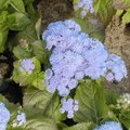 Ageratum du Mexique - Ageratum mexicanum