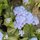 ageratum