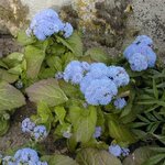 Ageratum du Mexique - Ageratum mexicanum