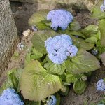 Ageratum du Mexique - Ageratum mexicanum