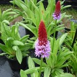 Primula vialii - Primevère des marais