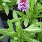 Primula vialii - Primevère des marais