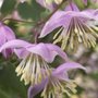 Thalictrum delavayi - Pigamon