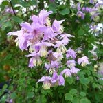 Thalictrum delavayi - Pigamon