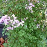 Thalictrum delavayi - Pigamon