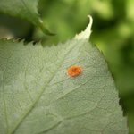 Rouille du rosier