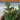 Pommier d'Amour - Solanum pseudocapsicum