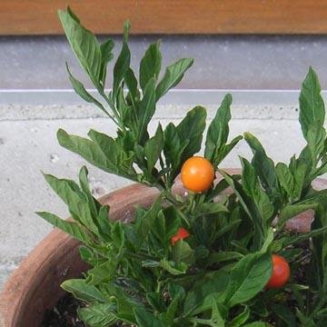Pommier D Amour Solanum Pseudocapsicum