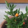 Pommier d'Amour - Solanum pseudocapsicum