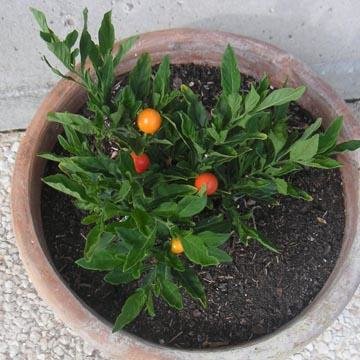 Pommier D Amour Solanum Pseudocapsicum
