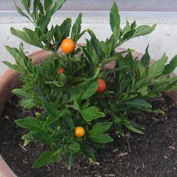 Pommier D Amour Solanum Pseudocapsicum