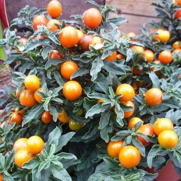 Pommier D Amour Solanum Pseudocapsicum