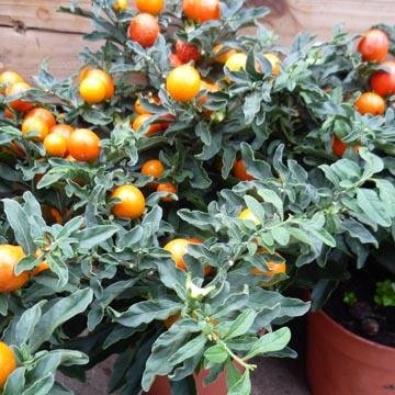 Pommier D Amour Solanum Pseudocapsicum
