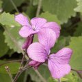 Monnaie-du-Pape - Lunaria annua