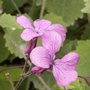 Monnaie-du-Pape - Lunaria annua