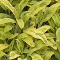 Sauge officinale 'Icterina' - Salvia officinalis  