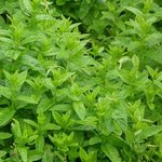 Menthe poivrée - Mentha piperita