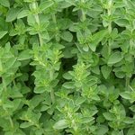 Origan - Origanum vulgare