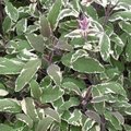 Sauge officinale 'Wurzburg' - Salvia officinalis  