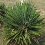 Yucca gloriosa - Yucca glorieux