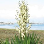 Yucca gloriosa - Yucca glorieux