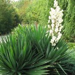 Yucca gloriosa - Yucca glorieux