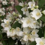 Seringat - Philadelphus