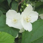 Seringat - Philadelphus