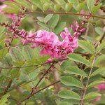 Indigofera potaninii - Indigotier de Potanini