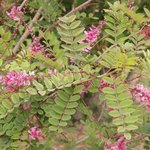 Indigofera potaninii - Indigotier de Potanini