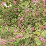 Indigofera potaninii - Indigotier de Potanini