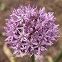 Allium Gladiator