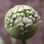 Allium Gladiator