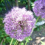 Allium Gladiator