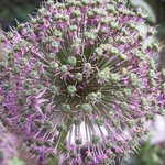 Allium Gladiator