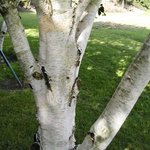 Bouleau - Betula