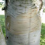 Bouleau - Betula