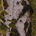 Bouleau - Betula