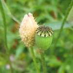 Papaver rhoeas - Coquelicot